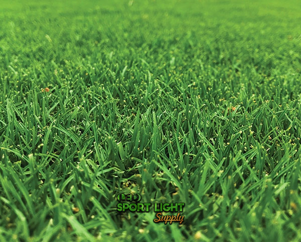 Bermuda grass for cricket ground