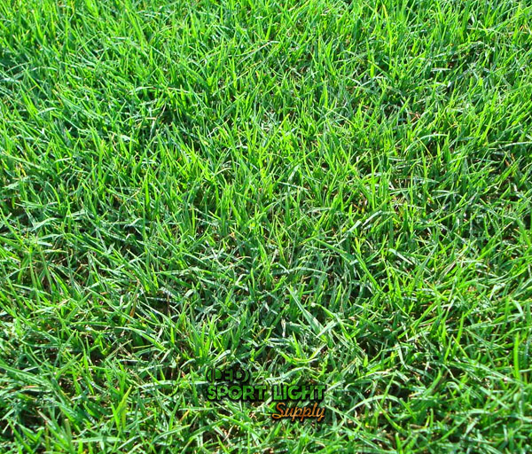 Bermuda grass for soccer stadium