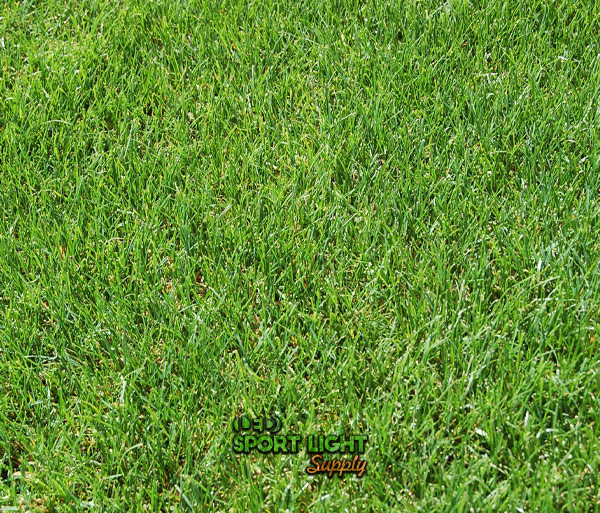 Perennial ryegrass cricket field sod