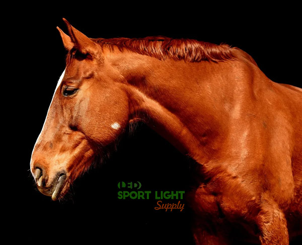 arena lighting affects horse health
