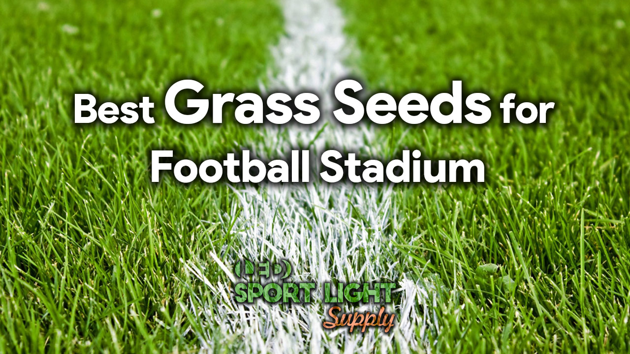 best grass seeds for football field and soccer stadium