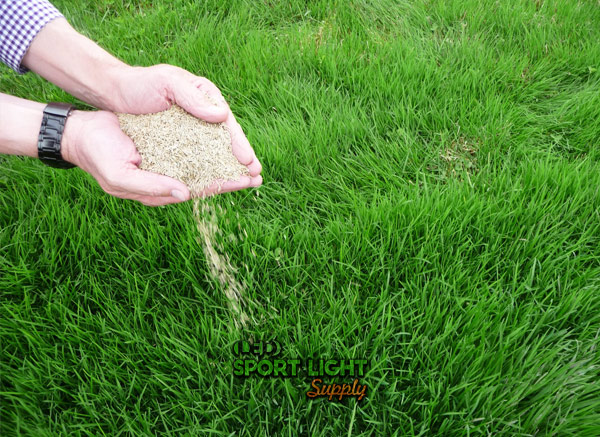grass seeds for soccer field