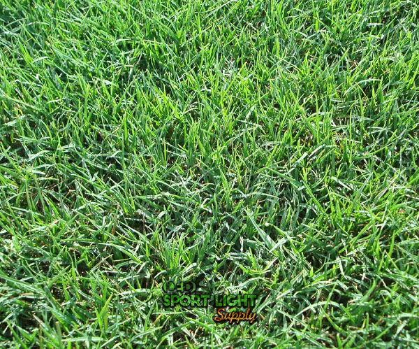 soccer field Bermudagrass sod